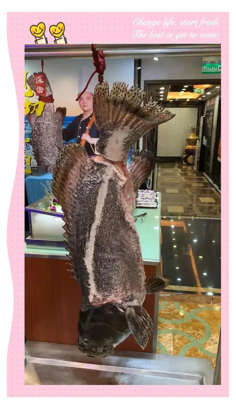 龍躉魚是淡水魚還是海魚？（龍躉魚在淡水中的生存時間有多長）
