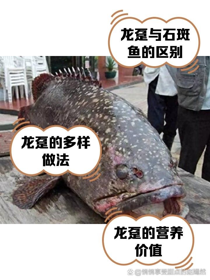 龍躉魚是淡水魚還是海魚？（龍躉魚在淡水中的生存時間有多長）