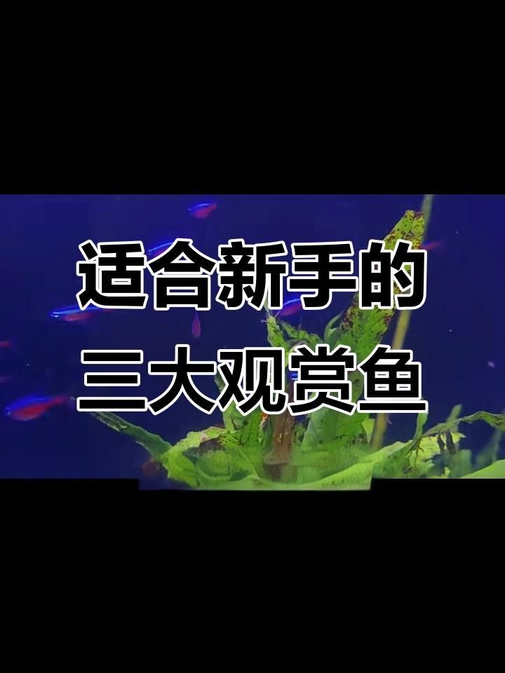 魚百科19種常見觀賞魚大揭秘，看看你認識幾種（有聲書:魚百科）