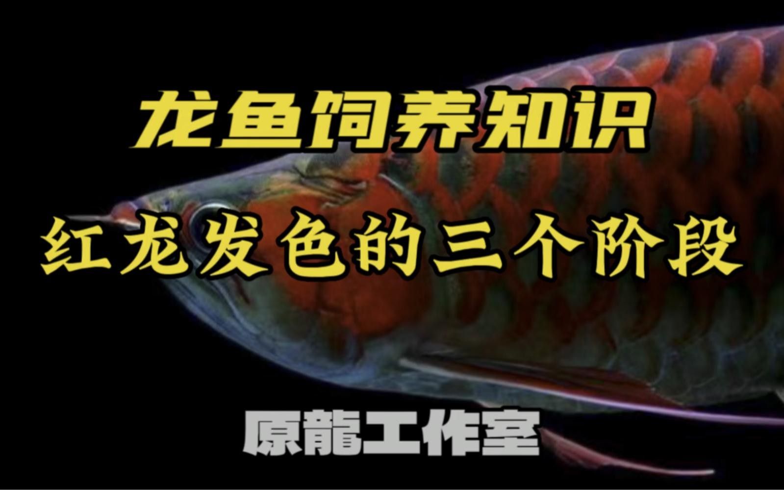 漢中紅龍魚怎么養(yǎng)_百度經(jīng)驗(yàn)百度經(jīng)驗(yàn)全網(wǎng)最詳細(xì)的養(yǎng)紅龍教程（養(yǎng)殖漢中紅龍魚的最簡(jiǎn)單三個(gè)步驟） 漢中紅龍魚怎么養(yǎng)_百度經(jīng)驗(yàn)百度經(jīng)驗(yàn)全網(wǎng)最詳細(xì)的養(yǎng)紅龍教程（養(yǎng)殖漢中紅龍魚的最簡(jiǎn)單三個(gè)步驟） 觀賞魚百科 第2張
