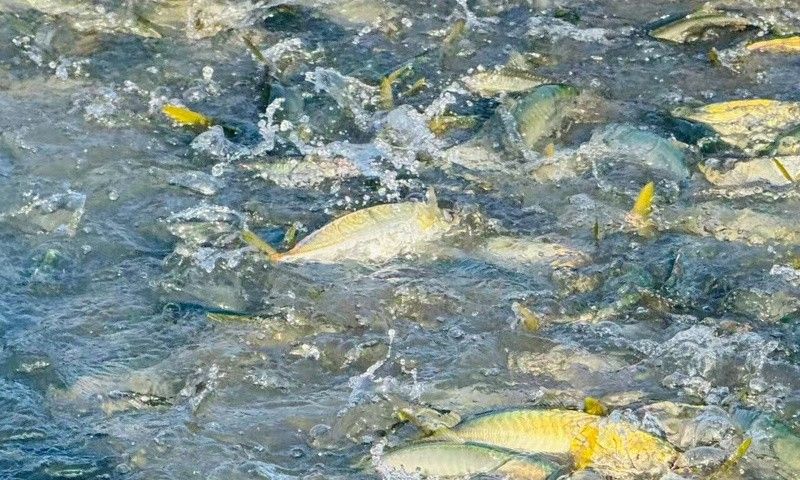 喀什龍魚是否屬于雜食性魚類？（喀什龍魚屬于“雜魚”嗎？）