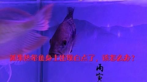 巴西亞魚身上出現(xiàn)白點(diǎn)了怎么辦（巴西亞魚生病前的四大征兆巴西亞魚生病前的四大征兆）