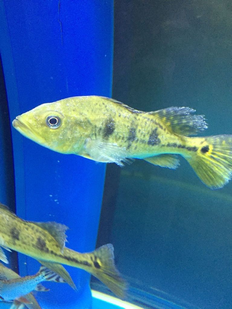巴西亞魚身上出現(xiàn)白點(diǎn)了怎么辦（巴西亞魚生病前的四大征兆巴西亞魚生病前的四大征兆）
