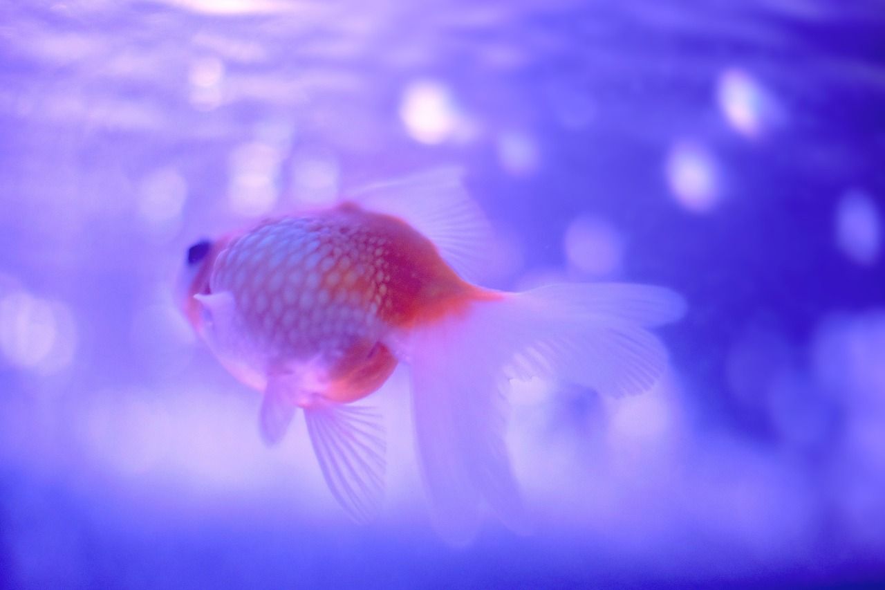 紅龍魚發色用什么燈好（紅龍魚發色用什么好）