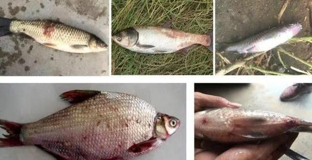 恐龍王魚病的圖片資源（六角恐龍魚長白斑3大原因+5招急救法）
