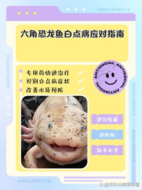 恐龍王魚病的圖片資源（六角恐龍魚長白斑3大原因+5招急救法）