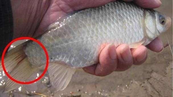 恐龍王魚病的圖片資源（六角恐龍魚長白斑3大原因+5招急救法）