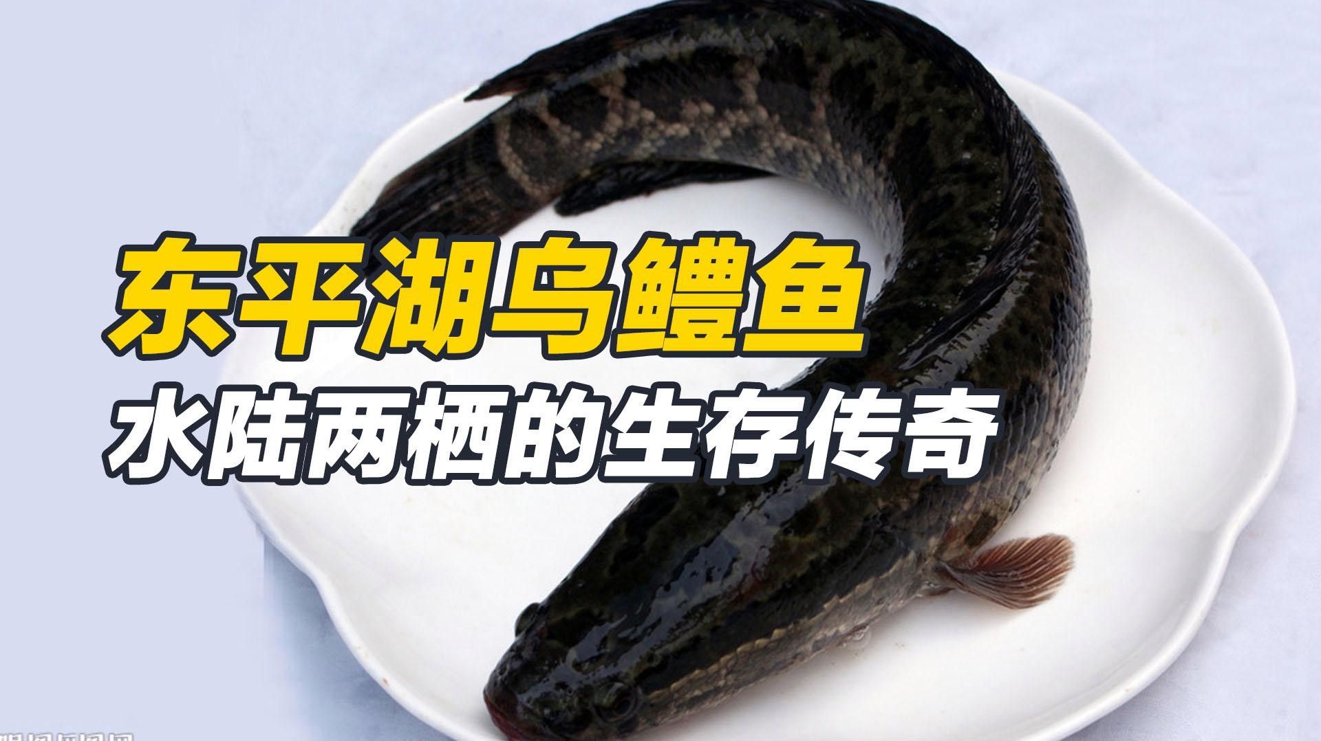 廣東東平水道（廣東）魚類資源豐富，魚類資源豐富多樣（東平水道的魚類資源如何？）