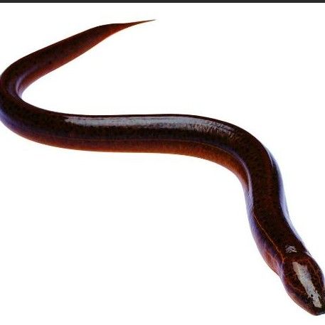 廣東東平水道（廣東）魚類資源豐富，魚類資源豐富多樣（東平水道的魚類資源如何？）