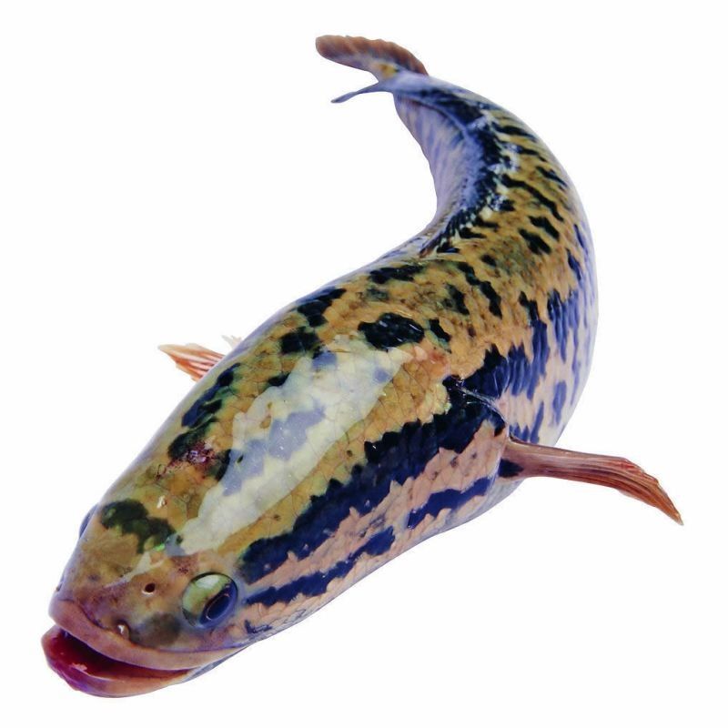 廣東東平水道（廣東）魚類資源豐富，魚類資源豐富多樣（東平水道的魚類資源如何？）