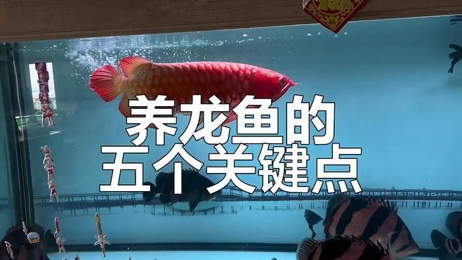 寧南龍魚的飼養(yǎng)技巧（寧南龍魚是哪種魚的俗稱？）