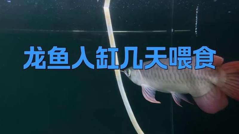 龍魚病愈后，喂食的最佳時間取決于多種因素（龍魚病愈后喂食的最佳時間）