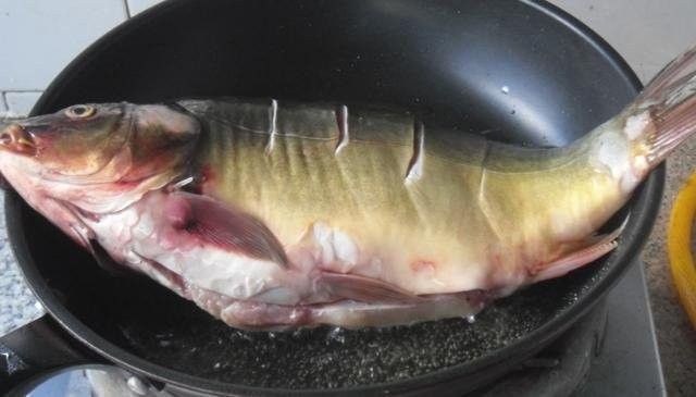 將樂金龍魚的三種簡單烹飪方法，三道鱗最好吃的做法（將樂金龍魚最簡單三個吃法,你嘗過嗎） 將樂金龍魚的三種簡單烹飪方法，三道鱗最好吃的做法（將樂金龍魚最簡單三個吃法,你嘗過嗎） 觀賞魚百科 第4張