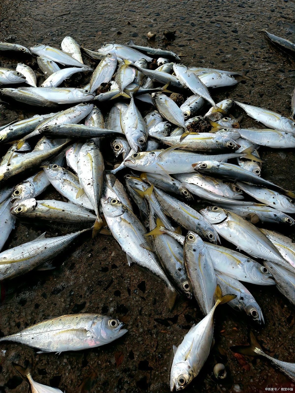 白鰱魚得了這些病還能吃嗎，（白鰱魚常見疾病及其簡(jiǎn)要描述）