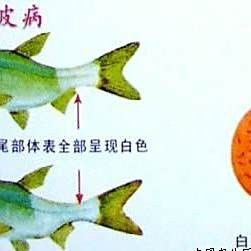 白鰱魚得了這些病還能吃嗎，（白鰱魚常見疾病及其簡(jiǎn)要描述）
