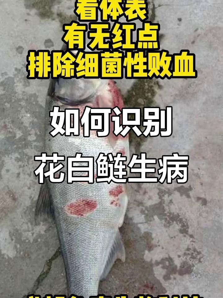 白鰱魚得了這些病還能吃嗎，（白鰱魚常見疾病及其簡(jiǎn)要描述）