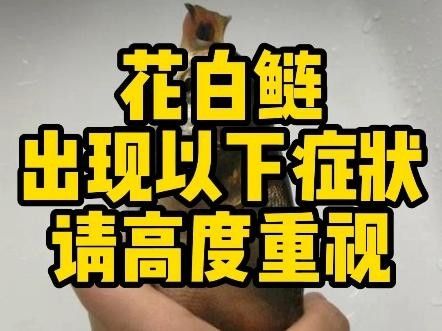 白鰱魚得了這些病還能吃嗎，（白鰱魚常見疾病及其簡(jiǎn)要描述）