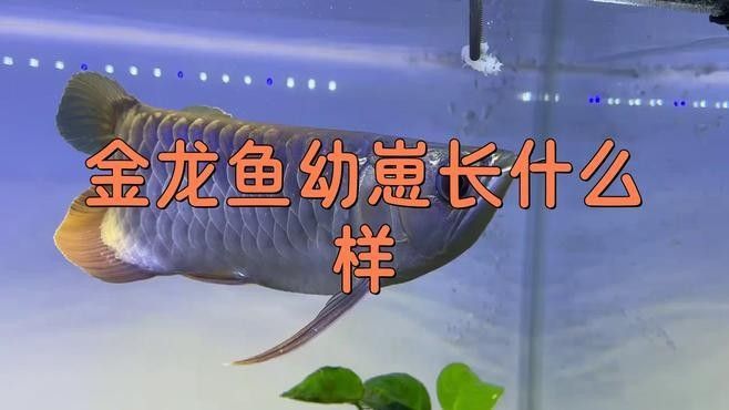金龍魚苗飼養技術（金龍魚幼崽長什么樣饞啥攻略金龍魚幼崽長什么樣饞啥）