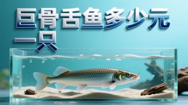 巨骨舌魚魚苗多少錢一條蘇南政青巨骨舌魚苗多少錢一條（巨骨舌魚魚苗價格差異解析巨骨舌魚魚苗多少錢一條）