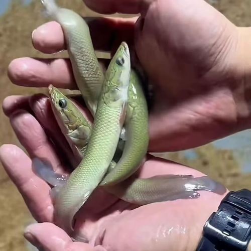 巨骨舌魚魚苗多少錢一條蘇南政青巨骨舌魚苗多少錢一條（巨骨舌魚魚苗價格差異解析巨骨舌魚魚苗多少錢一條）
