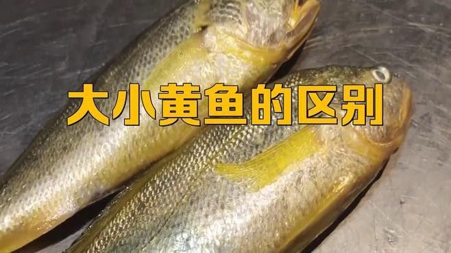 黃花魚的性別鑒別方法（魚的性別鑒別可以通過觀察其體形和顏色來進行初步判斷）