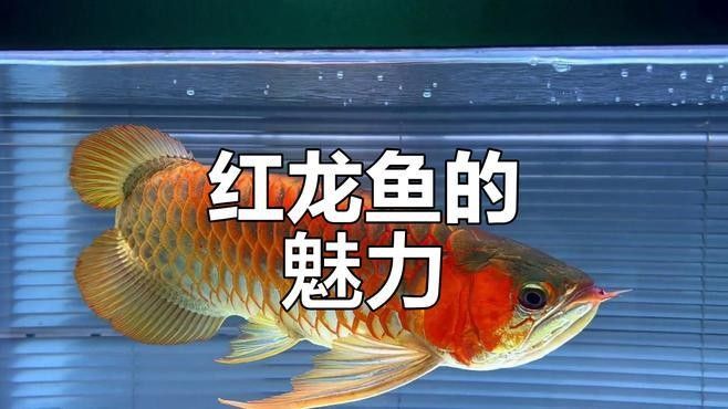 鄲城紅龍魚飼養(yǎng)技巧（河南周口鄲城紅龍魚飼養(yǎng)技巧:水質(zhì)管理全攻略） 鄲城紅龍魚飼養(yǎng)技巧（河南周口鄲城紅龍魚飼養(yǎng)技巧:水質(zhì)管理全攻略） 觀賞魚百科 第2張