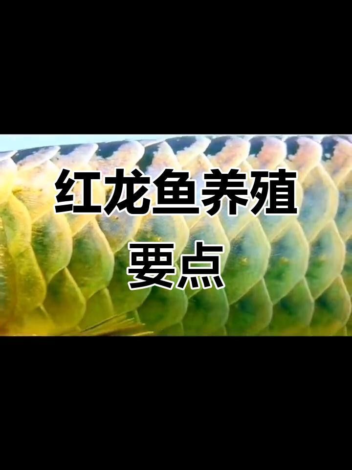 鄲城紅龍魚飼養(yǎng)技巧（河南周口鄲城紅龍魚飼養(yǎng)技巧:水質(zhì)管理全攻略） 鄲城紅龍魚飼養(yǎng)技巧（河南周口鄲城紅龍魚飼養(yǎng)技巧:水質(zhì)管理全攻略） 觀賞魚百科 第3張