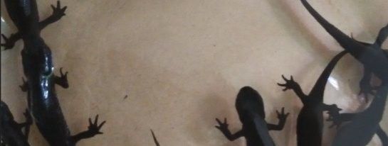 龍源魚怎么養多少錢一只龍魚飼養方法和價格信息（龍源魚怎么養多少錢一只龍源魚飼養方法和價格信息）