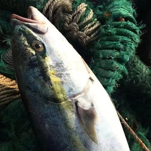 龍源魚怎么養多少錢一只龍魚飼養方法和價格信息（龍源魚怎么養多少錢一只龍源魚飼養方法和價格信息）