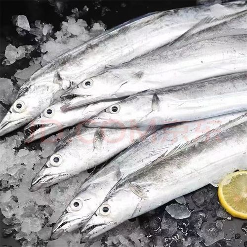 龍源魚怎么養多少錢一只龍魚飼養方法和價格信息（龍源魚怎么養多少錢一只龍源魚飼養方法和價格信息）