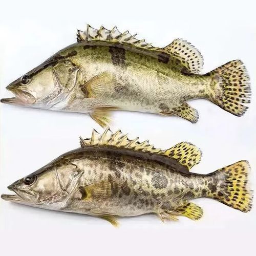 龍源魚怎么養多少錢一只龍魚飼養方法和價格信息（龍源魚怎么養多少錢一只龍源魚飼養方法和價格信息）