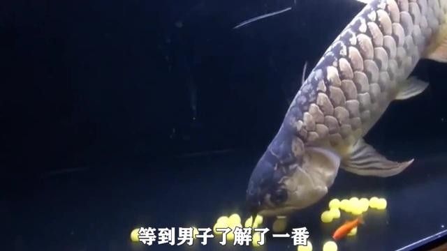 龍魚顫抖的原因及應(yīng)對(duì)方法及應(yīng)對(duì)方法及應(yīng)對(duì)方法（龍魚打顫的原因及應(yīng)對(duì)方法）