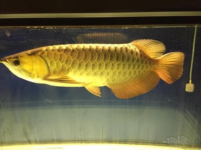 綏芬河龍魚的價格是多少（綏芬河龍魚是觀賞魚還是食用魚，三招讓它們長壽全民）