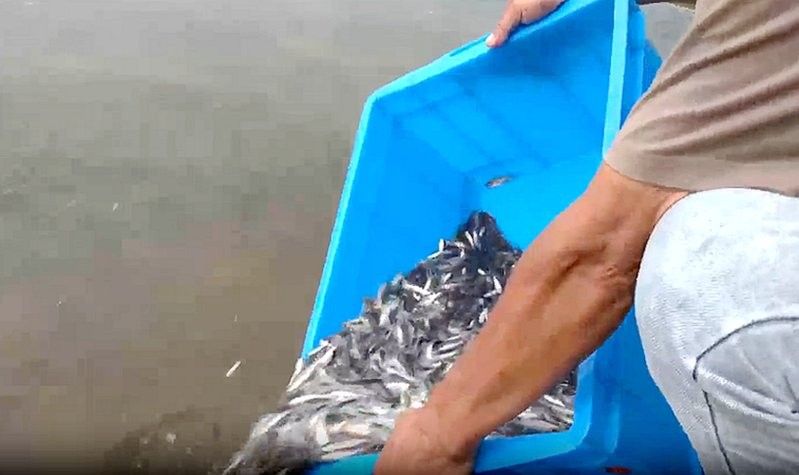 瀘縣龍魚的養(yǎng)殖技術(shù)（四川瀘縣龍魚養(yǎng)殖技巧與注意事項(xiàng)蘿蔓與書展開）