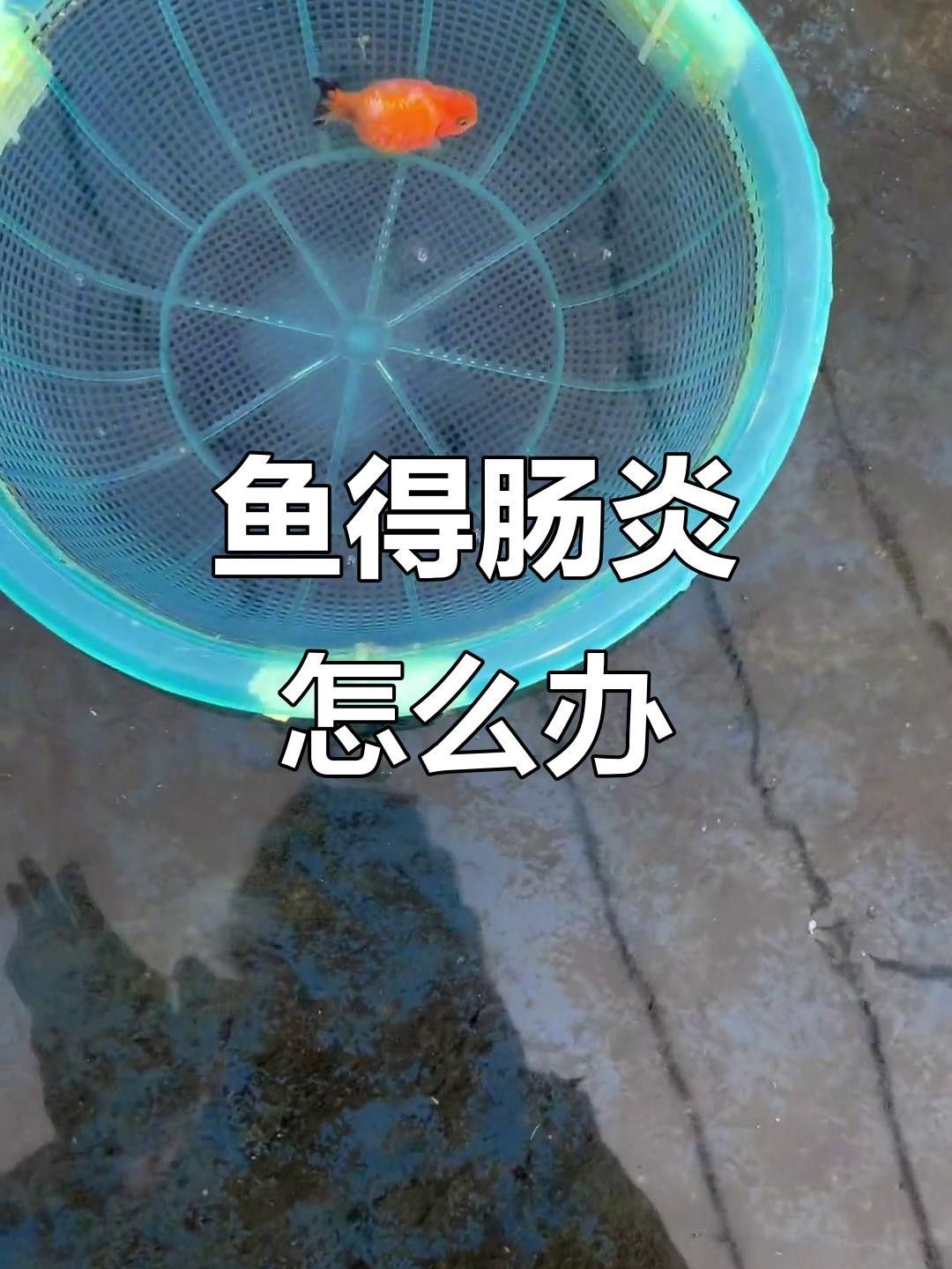 魚腸炎能自愈嗎幻影戰境魚得了腸炎會自愈嗎幻影戰境（魚腸炎是否可以自愈） 魚腸炎能自愈嗎幻影戰境魚得了腸炎會自愈嗎幻影戰境（魚腸炎是否可以自愈） 觀賞魚百科 第2張