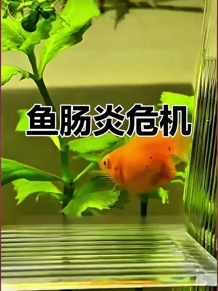 魚腸炎能自愈嗎幻影戰境魚得了腸炎會自愈嗎幻影戰境（魚腸炎是否可以自愈） 魚腸炎能自愈嗎幻影戰境魚得了腸炎會自愈嗎幻影戰境（魚腸炎是否可以自愈） 觀賞魚百科 第3張
