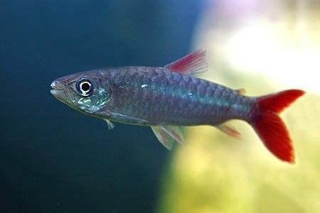 紅尾平克魚兇猛嗎99今朝探物，食人魚都被嚇死了！（盤點魚缸里的五大殺神,膽小請避讓(新浪網） 紅尾平克魚兇猛嗎99今朝探物，食人魚都被嚇死了！（盤點魚缸里的五大殺神,膽小請避讓(新浪網） 觀賞魚百科 第3張