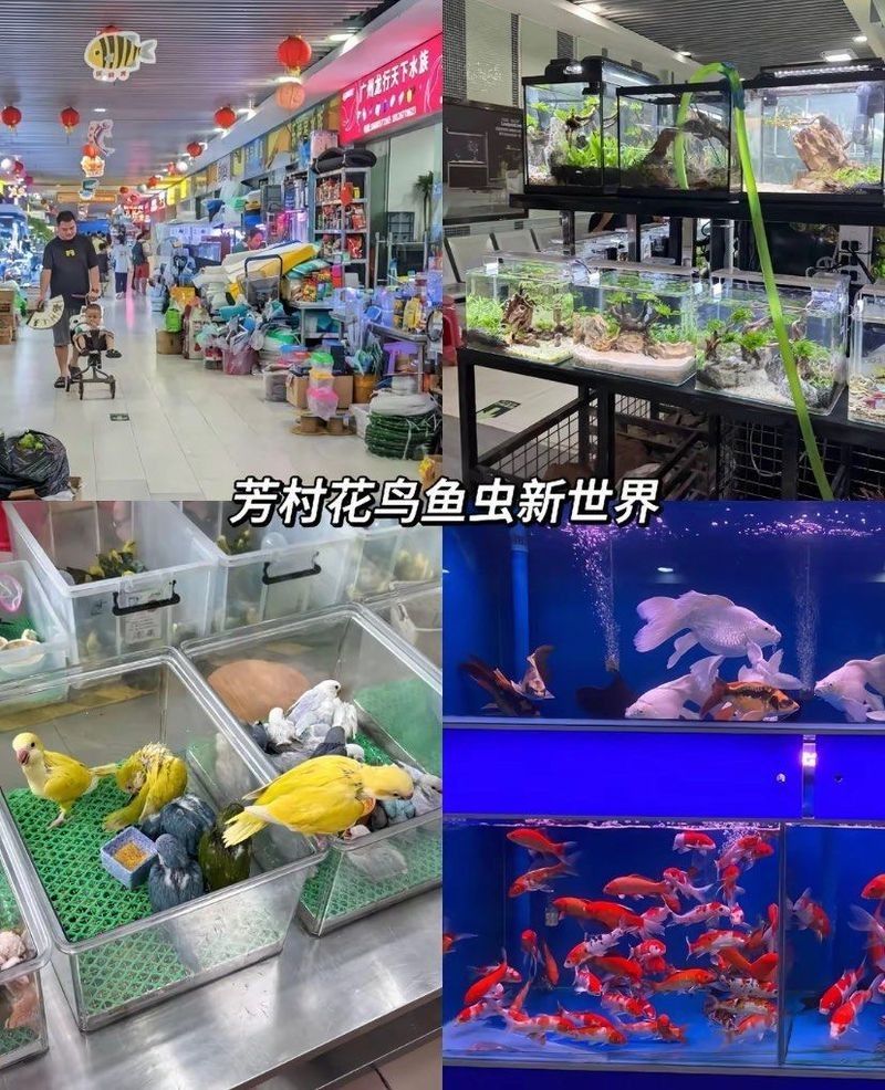 廣州芳村龍魚(yú)批發(fā)市場(chǎng)是您尋找高品質(zhì)龍魚(yú)的理想之地（廣州芳村龍魚(yú)批發(fā)市場(chǎng)怎么樣？）