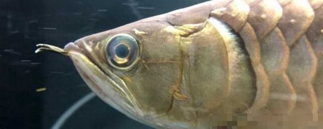 龍魚細菌感染最怕這三種東西（搜狐龍魚細菌感染與困水注意事項~）