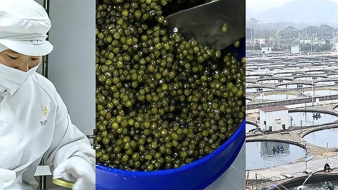 鱘龍科技沖刺“港股魚子醬第一股”｜ipo直通車（浙產(chǎn)魚子醬是真的“爆款擔(dān)當(dāng)”錢江晚報(bào)凈利潤率超貴州茅臺）