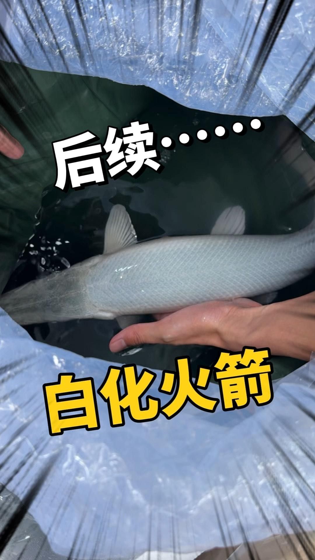 幽靈火箭魚和龍魚混養的成功率高嗎？（幽靈火箭魚和幽靈火箭魚混養的建議） 幽靈火箭魚和龍魚混養的成功率高嗎？（幽靈火箭魚和幽靈火箭魚混養的建議） 觀賞魚百科 第1張
