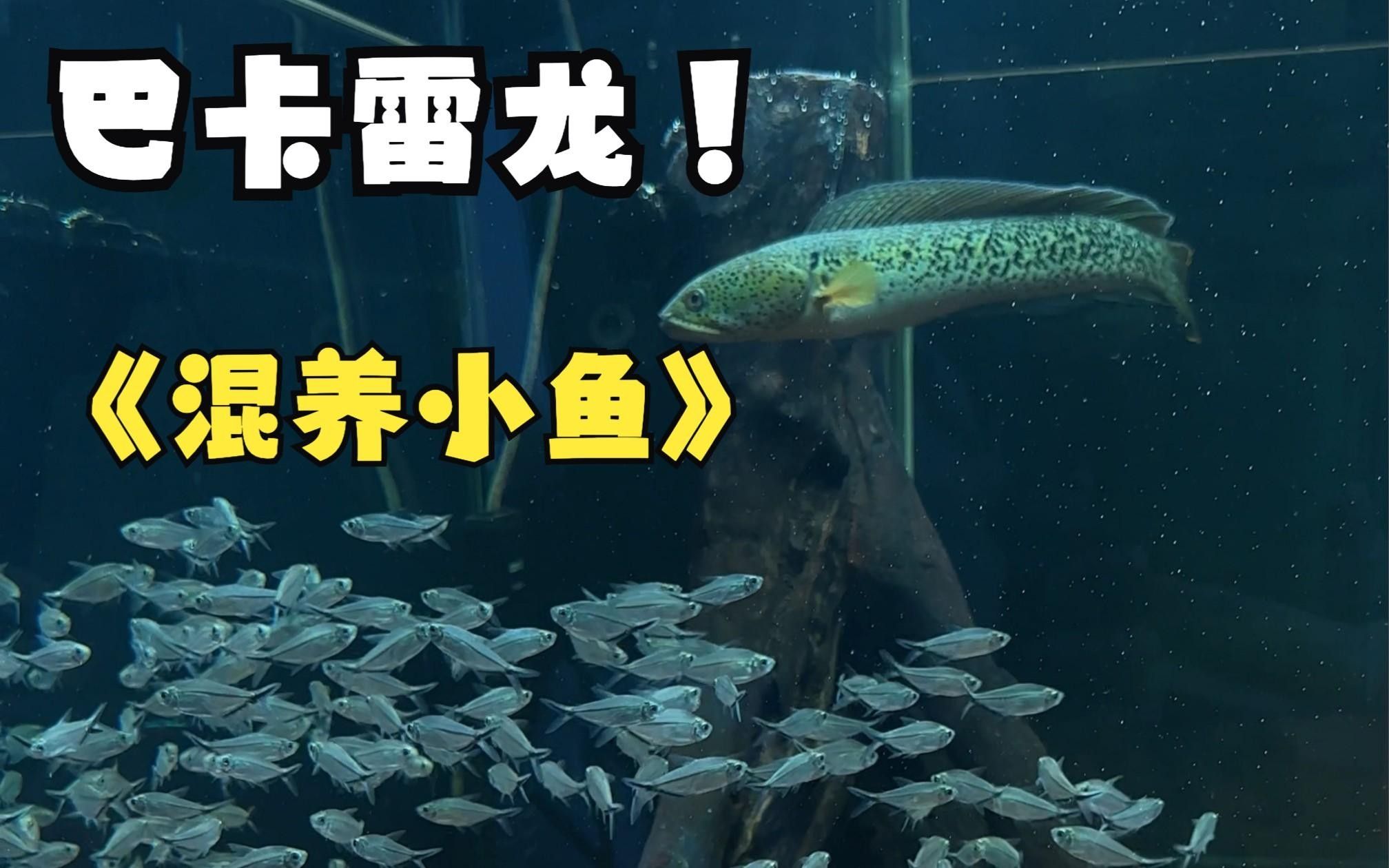 小型魚類混養的最佳搭配方案（小型魚混養的最佳搭配）