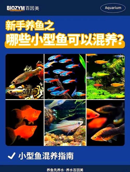 小型魚類混養的最佳搭配方案（小型魚混養的最佳搭配）