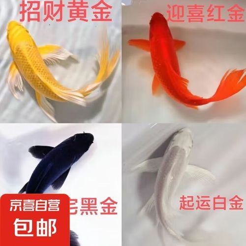 龍魚和錦鯉可以混養嗎（錦鯉和龍魚可以混養嗎）