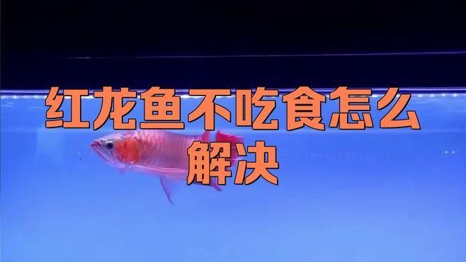 龍魚不吃食的三個原因及簡單解決方法及解決方法（紅龍魚不吃食怎么辦）