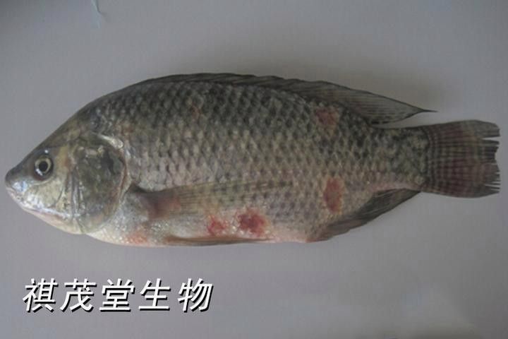 女王大帆肚子發黑的原因學了個慧，07:39（女王大帆肚子發黑的原因學了個慧）
