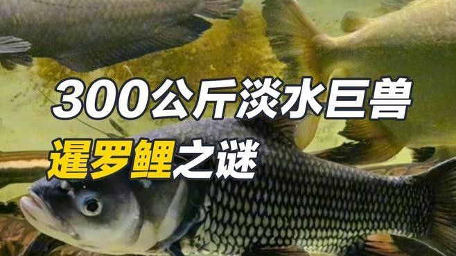 盤點四條超長錦鯉60cm巨型鯉魚，用電鋸切割,那場面你見過嗎（世界上最大的魚類之一——巨型鯉魚）