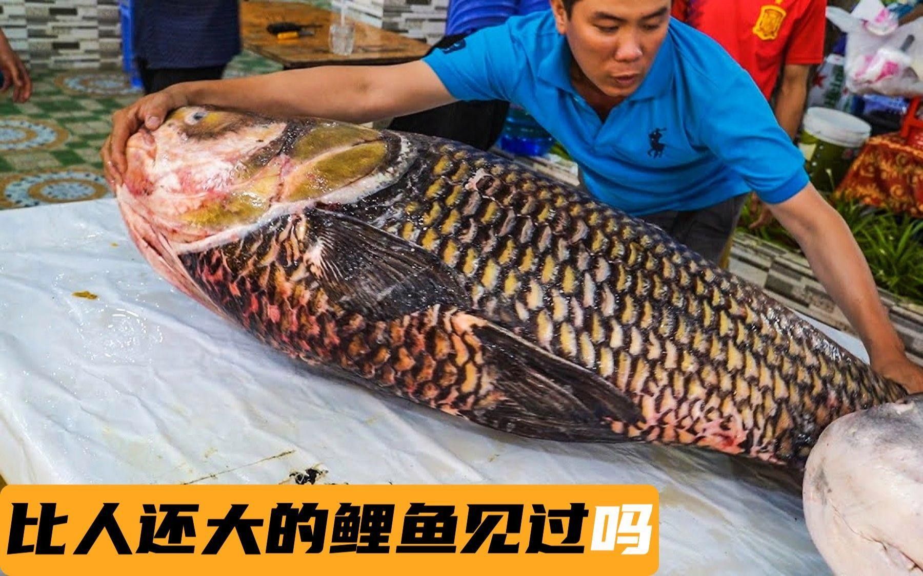 盤點四條超長錦鯉60cm巨型鯉魚，用電鋸切割,那場面你見過嗎（世界上最大的魚類之一——巨型鯉魚）