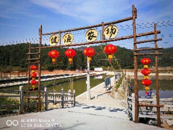 福建省三明市沙縣龍魚養(yǎng)殖基地沼萍魚養(yǎng)殖基地沼萍魚養(yǎng)殖基地（沙縣龍魚養(yǎng)殖有哪些成功案例） 福建省三明市沙縣龍魚養(yǎng)殖基地沼萍魚養(yǎng)殖基地沼萍魚養(yǎng)殖基地（沙縣龍魚養(yǎng)殖有哪些成功案例） 觀賞魚百科 第1張