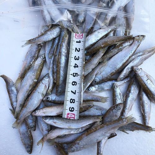小白龍是什么魚，小白龍的分布范圍有哪些？（小白龍和白金龍魚的區別，小白龍和白金龍魚的區別有哪些）